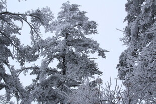 雪覆树木的冬日美景