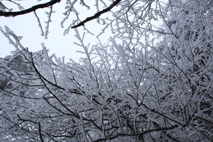 冰雪覆盖的树枝美景