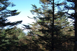 茂密松树林景
