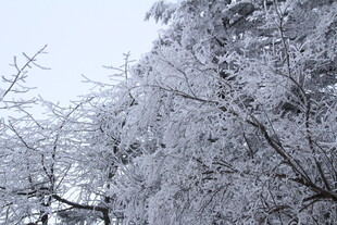 雪覆树木 冬日美景