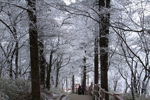 雪覆山林中的木质步道