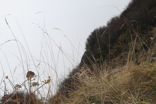 山坡上的枯黄野草