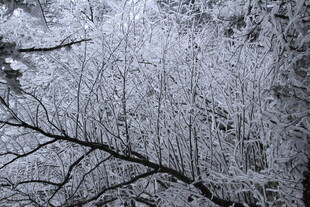 冬日覆雪树林景象