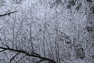 冬日银枝 冰雪覆林景