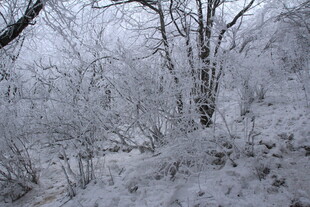 雪覆山林美景
