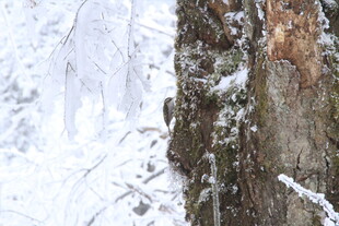 雪覆树干的冬日森林景象