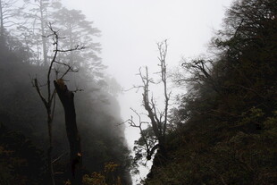 山间雾中枯树与葱郁植被