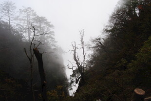 雾中深山枯树景观