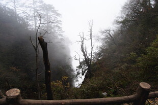 山间雾景 枯木与葱郁植被