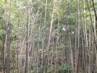 茂密竹林景观