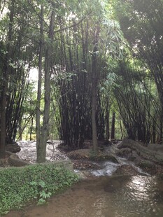 清幽竹林间的潺潺溪流