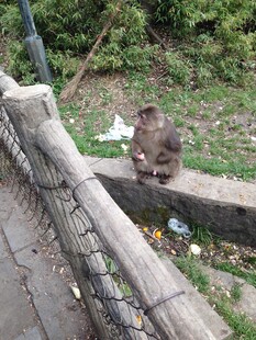 路边蹲坐的猴子