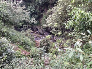 茂密丛林中的野生景象