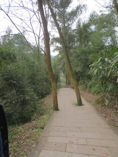 林间幽静步道