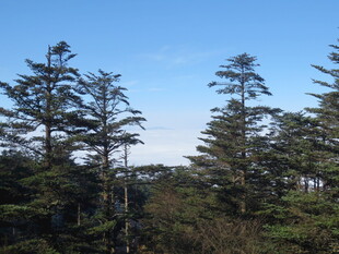 山林间挺拔的松树景观