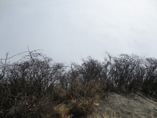 荒野枯木景象