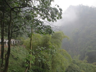 山间雾中竹林景色