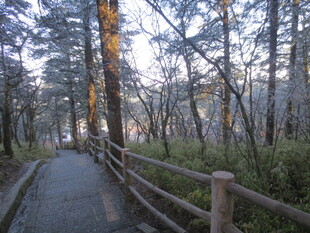 林间木栈道 静谧自然景