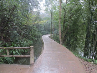 雨中竹林小径