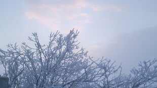 冬日树梢 霜雪覆枝景象
