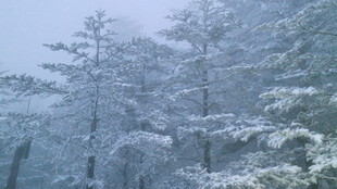 雪覆松林美景