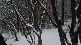 雪覆树林 冬日静谧景致