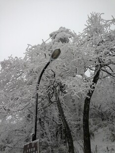 雪覆树木与路灯的景致
