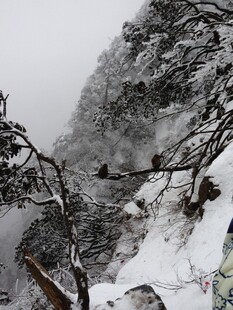 雪覆山林景