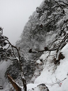 雪覆山林景
