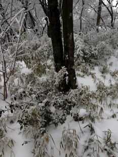 雪覆山林中的树木景象