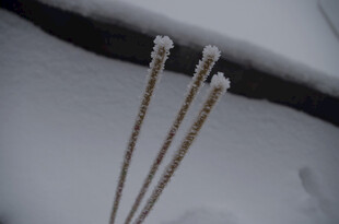 雪中挺立的覆雪植物
