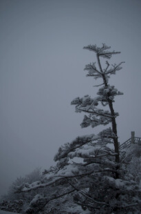 雾中雪覆孤树