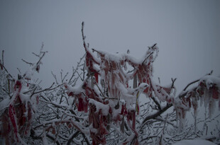 雪覆红枝 冬日独特景致