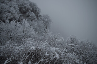 雾中雪覆植被景观