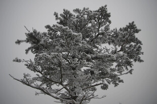 单棵树木的黑白特写