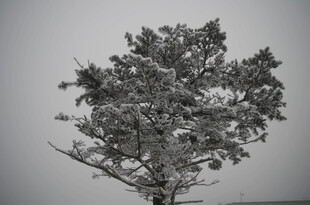 黑白风格的单棵树木景观
