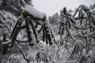 雪中自行车被藤蔓缠绕景象