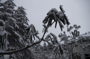 雪覆枝头 冬日植物景致