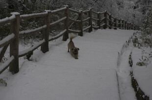 雪中小径上的动物身影