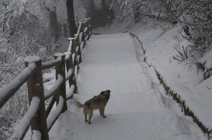 雪中小径上独行的狗狗