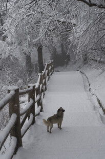 雪中小径上的狗狗
