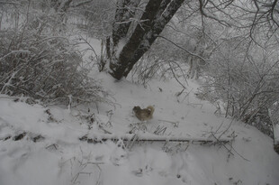 雪地中觅食的小鸟