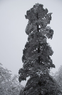 雪覆孤树 尽显冬日静谧
