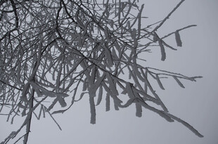 冬日枝头冰凌垂挂