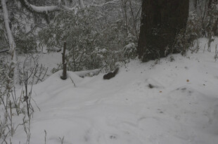 雪地中的树木与低矮植被