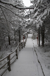 雪覆林间小道 静谧雪景