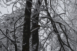 雪覆树木的冬日景象