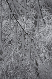 冬日银枝覆雪景象