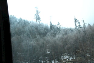 窗外雪景中的茂密树林