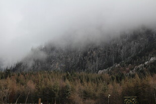 云雾缭绕的山林景观